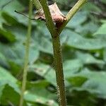 Heracleum maximum Bark