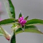 Gomphrena globosa 葉