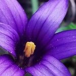 Romulea linaresii Цветок