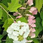 Hydrangea quercifolia Цвят