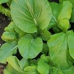 Brassica juncea Leaf