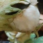 Gossypium herbaceum Mbuma