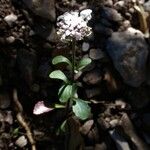 Iberis carnosa Flower