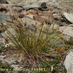 Carex myosuroides Buveinė