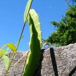 Hylocereus undatus Leaf