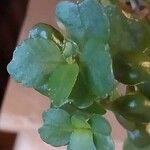 Kalanchoe crenata 葉