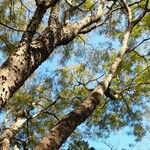 Anadenanthera colubrina ശീലം