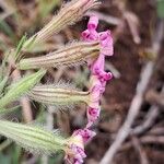 Silene bellidifolia Flower