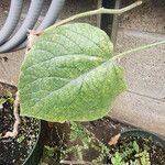 Clerodendrum speciosissimum Hoja