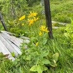 Doronicum austriacum Habit