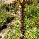 Cirsium palustre Other