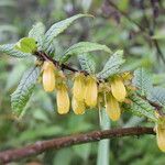 Agapetes incurvata Habitus