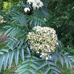 Sorbus ulleungensis