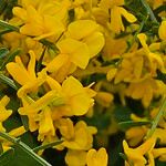 Genista lydia Lorea