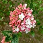 Viburnum carlesii 花