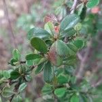 Cotoneaster cochleatus Yaprak