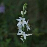 Anthericum liliago Blüte