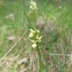 Dactylorhiza insularis Blüte