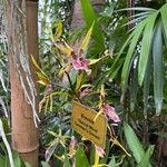 Brassia arachnoidea Fleur