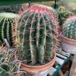 Ferocactus pilosus Ліст