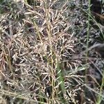 Eragrostis cylindriflora Blüte