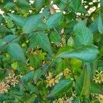 Vesalea grandifolia Лист