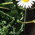 Leucanthemum adustum Blad