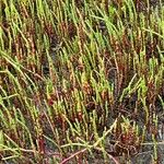 Salicornia bigelovii Hoja