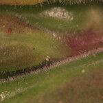 Oenothera oakesiana Levél