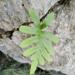 Polypodium cambricum Leaf