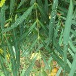 Mahonia fortunei Leaf