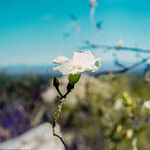 Ipomoea arborescens Flower