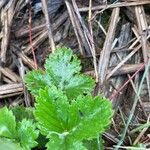 Fragaria virginiana Hoja