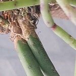 Rhipsalis grandiflora Bark