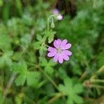 Geranium pyrenaicumFloare