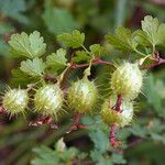 Ribes roezlii Flower