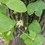 Passiflora luteaBloem