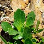 Arabis caerulea Blad