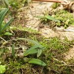 Bulbophyllum intertextum Vivejo