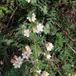 Phacelia distans Tervik taim