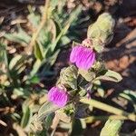 Justicia diclipteroides Flower