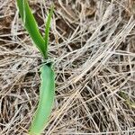 Chlorophytum tuberosum Blatt