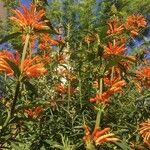 Leonotis leonurus Flower