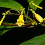 Hamelia axillaris Flower