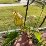 Hibiscus laevis ᱥᱟᱠᱟᱢ