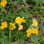 Lotus alpinus Flower