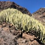 Euphorbia canariensis Кора