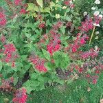 Salvia coccinea Beste bat