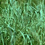 Panicum amarum Агульны выгляд