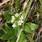 Pseudoturritis turrita Flower